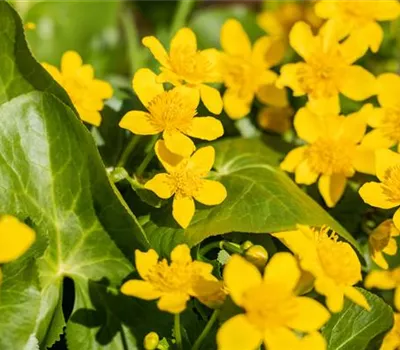 Caltha palustris