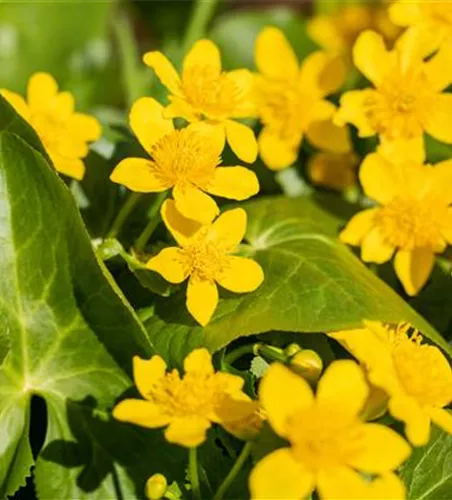 Caltha palustris