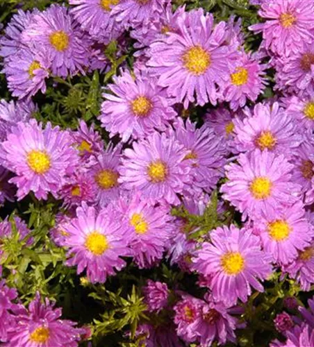 Aster alpinus 'Happy End'