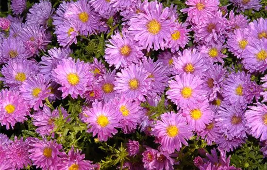 Aster alpinus 'Happy End'