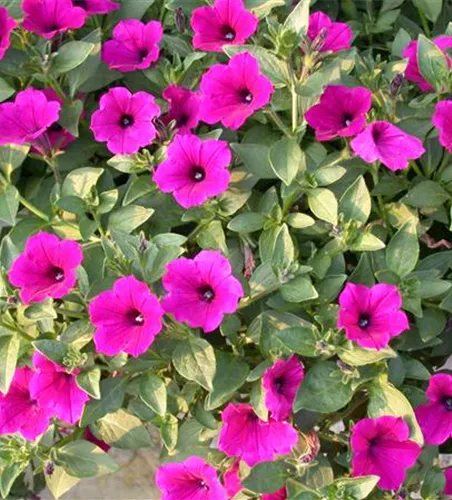 Petunia 'Surfinia Purple'