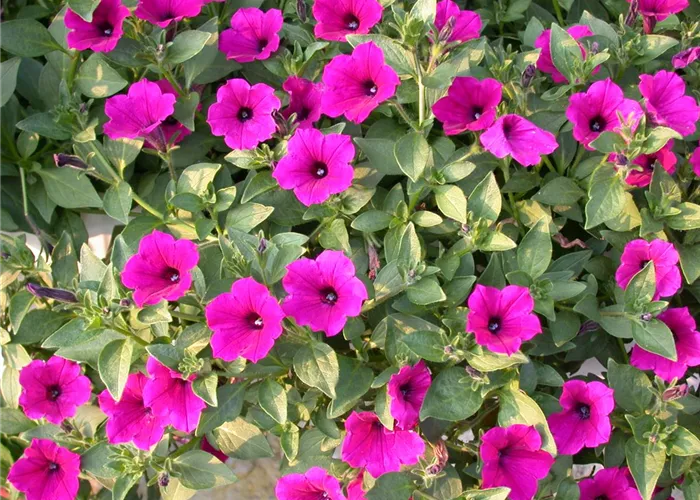 Petunia 'Surfinia Purple'