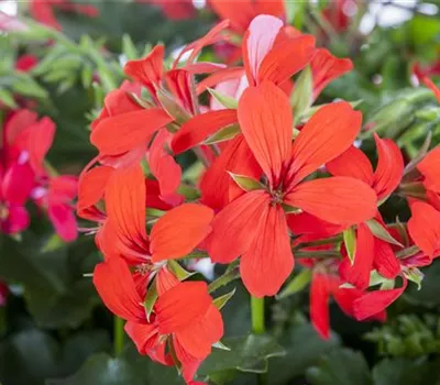Pelargonium peltatum 'Balcon Red'