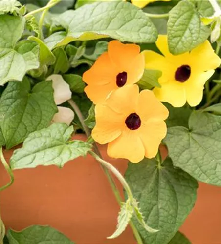 Thunbergia alata, goldgelb