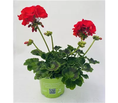 Pelargonium zonale 'Sunrise® Fernando'