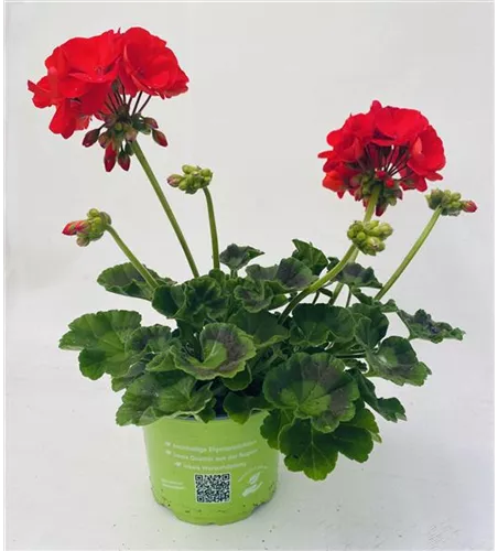 Pelargonium zonale 'Sunrise® Fernando'