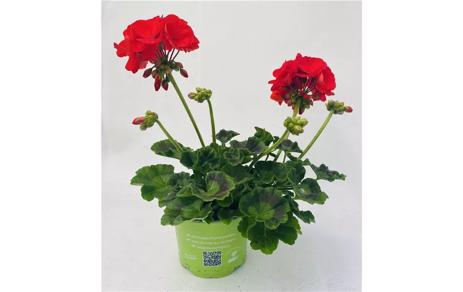 Pelargonium zonale 'Sunrise® Fernando'
