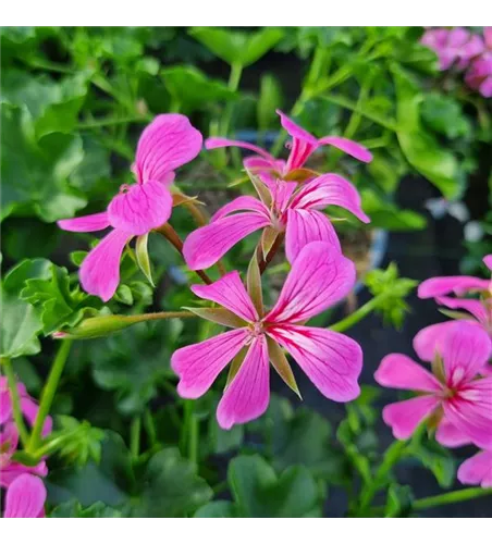 Pelargonium peltatum 'Balcon Lilac'
