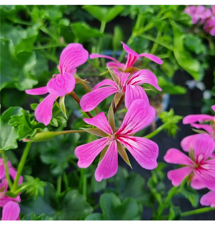 Hängegeranie 'Balcon Lilac'