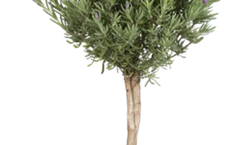 Bildvorschau