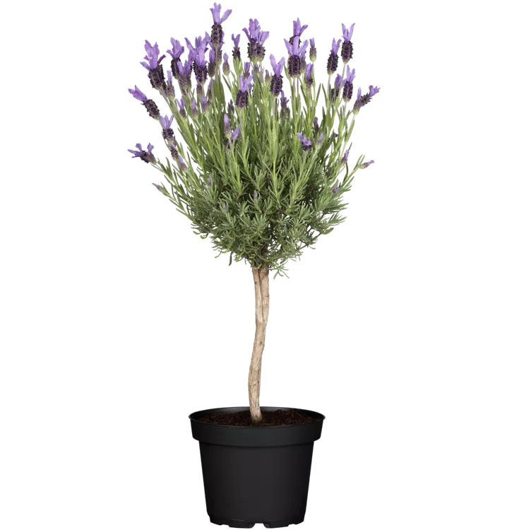 Schopf-Lavendel, Stamm
