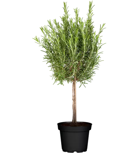 Rosmarinus officinalis, Stamm