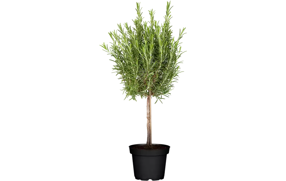 Rosmarinus officinalis, Stamm