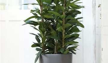 1A Garten Ammer 1A Garten Ammer