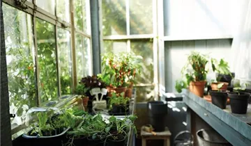 Zum Vergrößern klicken Bildvorschau