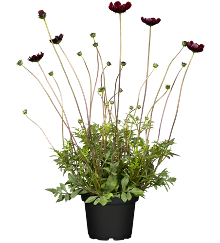 Cosmos atrosanguineus 'Chocolate'