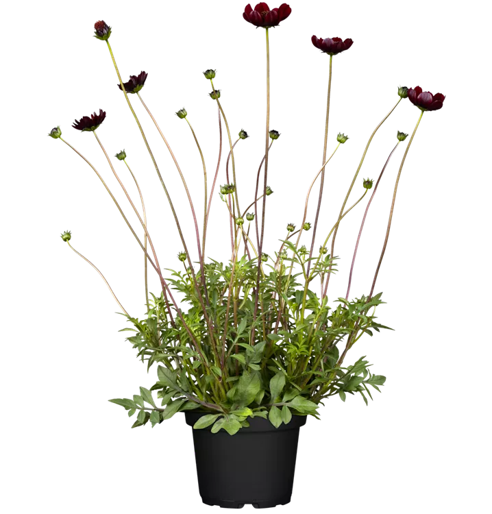 Schwarzes Schmuckkörbchen 'Chocolate'