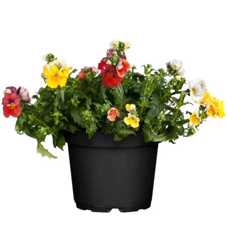 Nemesia SUNSATIA™ TrioMio™ 'Little Alegria'
