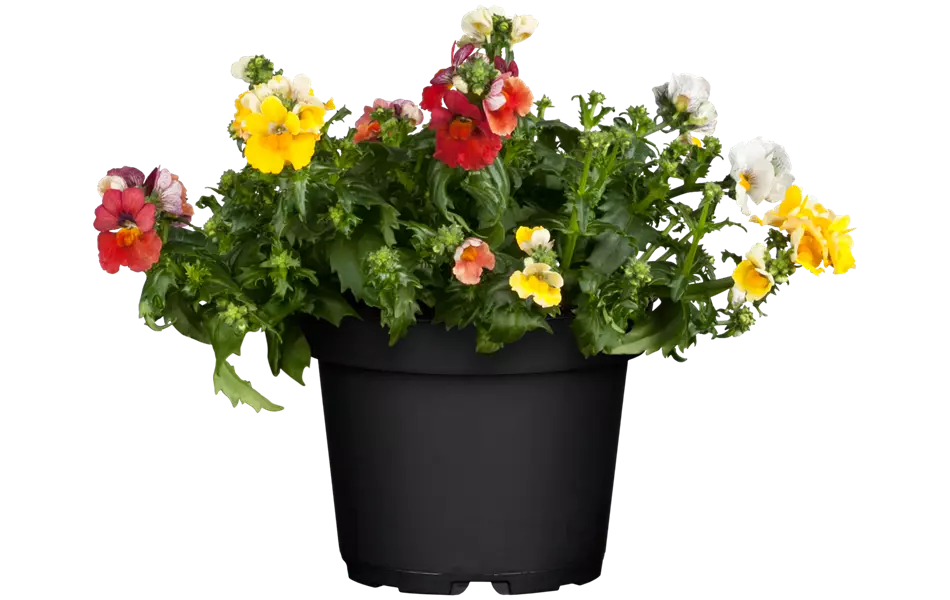 Nemesia SUNSATIA™ TrioMio™ 'Little Alegria'