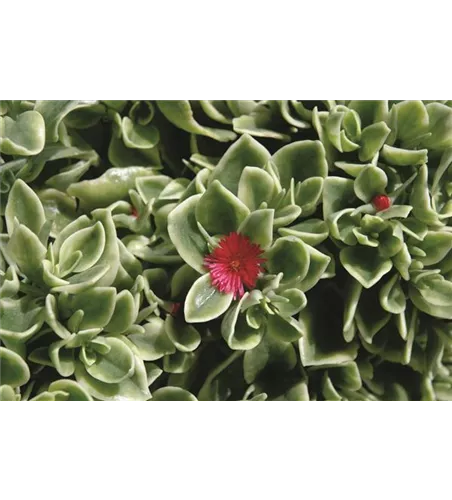 Dorotheanthus bellidiformis 'Mezoo'