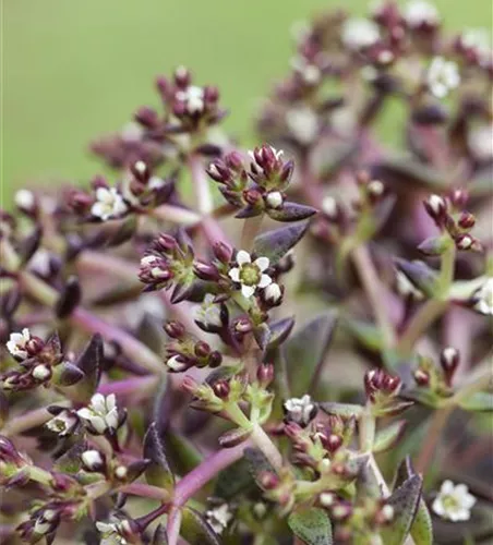 Sedum album