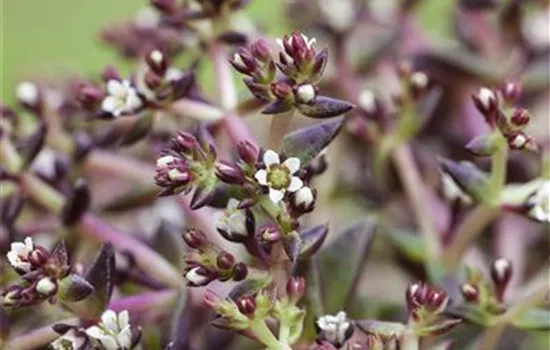 Sedum album