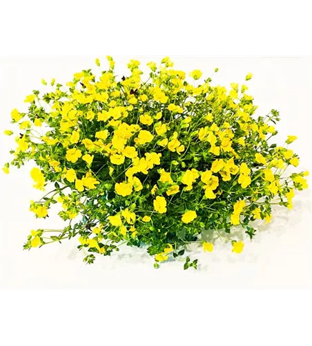 Mecardonia 'Gold Dust'