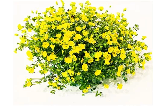 Mecardonia 'Gold Dust'