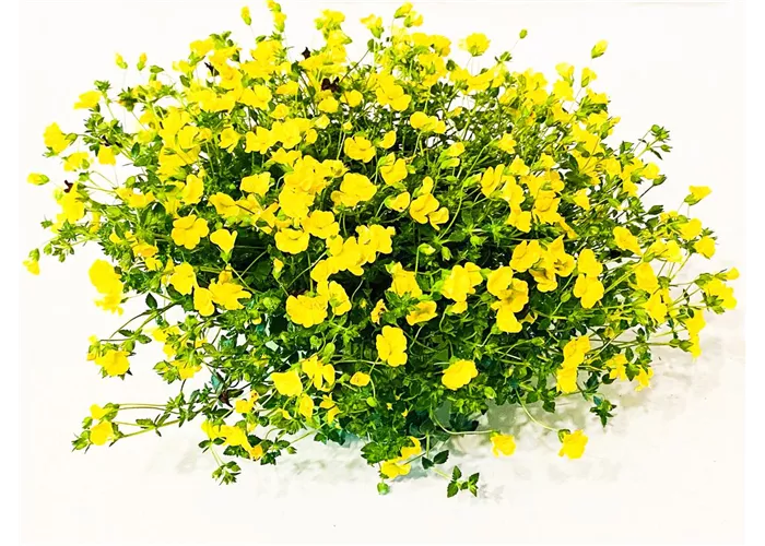 Mecardonia 'Gold Dust'
