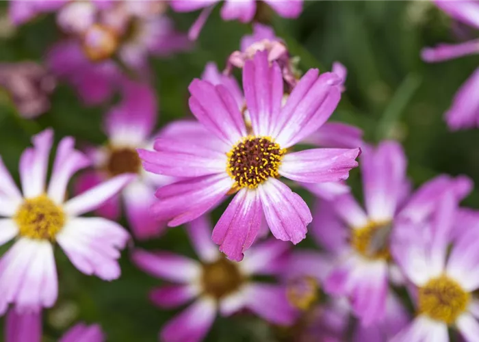 Coreopsis rosea 'American Dream'