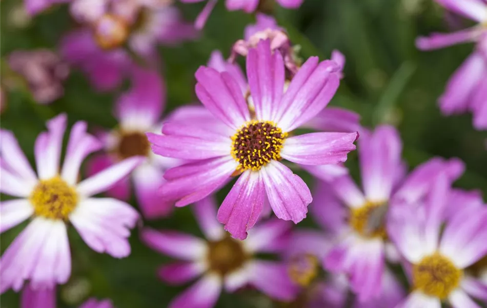 Coreopsis rosea 'American Dream'