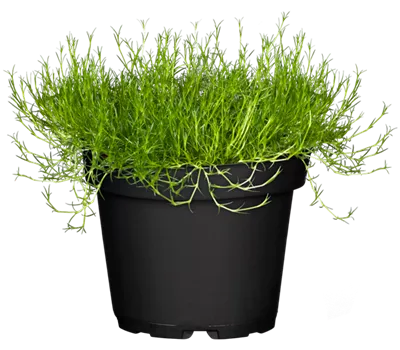 Sagina subulata