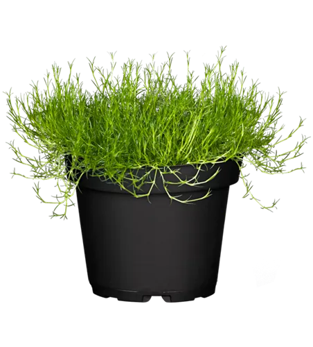 Sagina subulata