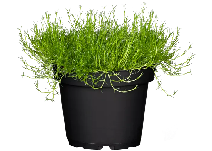 Sagina subulata