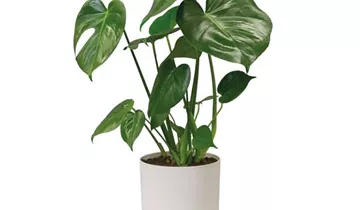 1A Garten Ammer 1A Garten Ammer