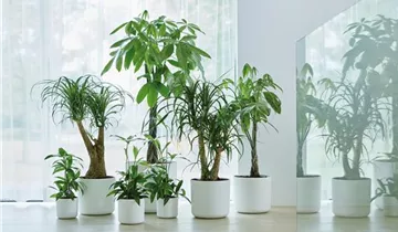 1A Garten Ammer 1A Garten Ammer