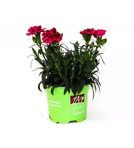 Dianthus caryophyllus 'Oscar'®