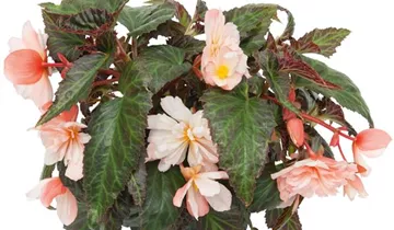 1A Garten Ammer