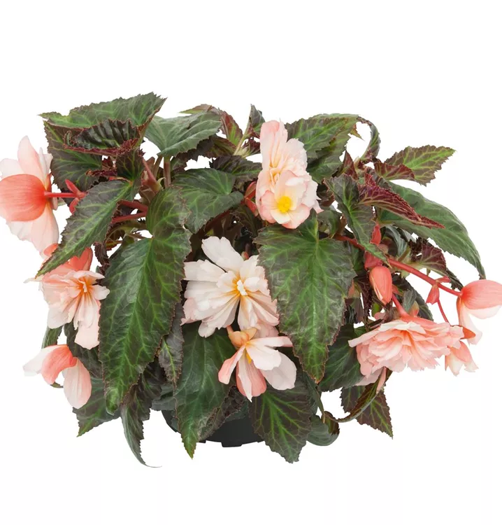 Hängebegonie BELLECONIA™ 'Light Pink'