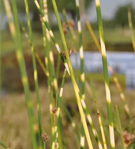 Schoenoplectus tabernaemontani 'Zebrinus'