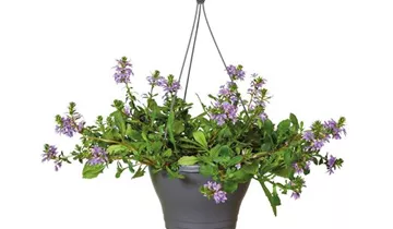 1A Garten Ammer 1A Garten Ammer