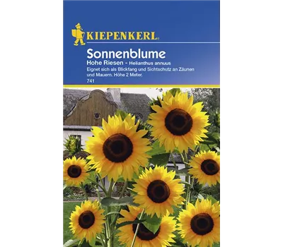 Sonnenblume Helianthus Hohe Riesen