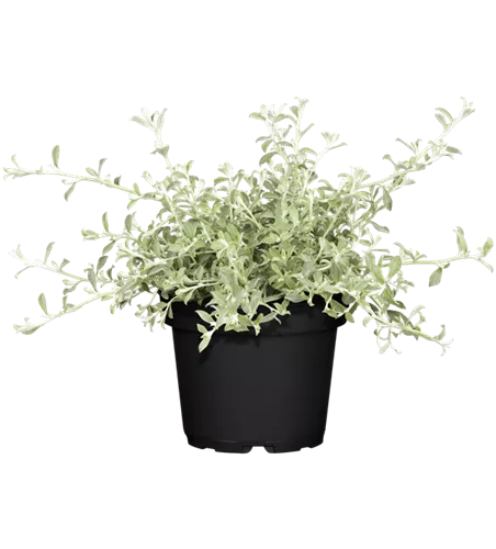Helichrysum petiolare 'Ian Silvernanum'