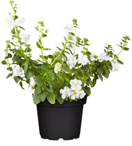 Sutera cordata 'Cabana® White'