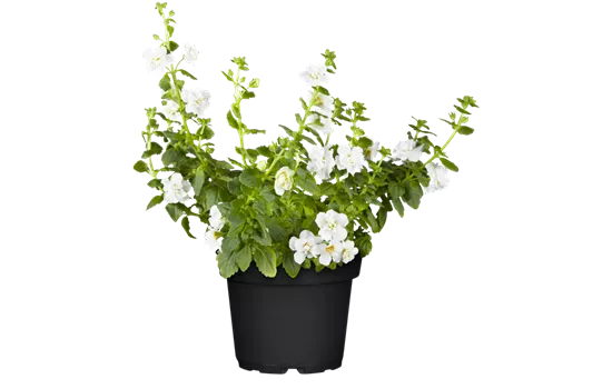 Sutera cordata 'Cabana® White'