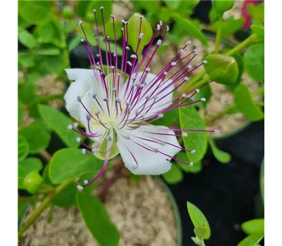 Capparis spinosa