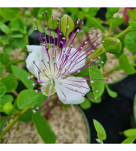 Capparis spinosa