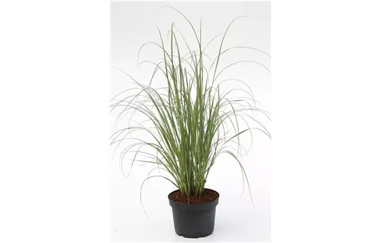 Cortaderia selloana 'Pumila', Kleines GartenPampasgras 'Pumila