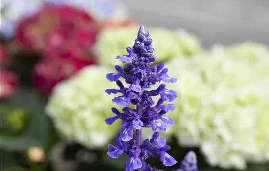 Salvia farinacea 'Mystic Spires'