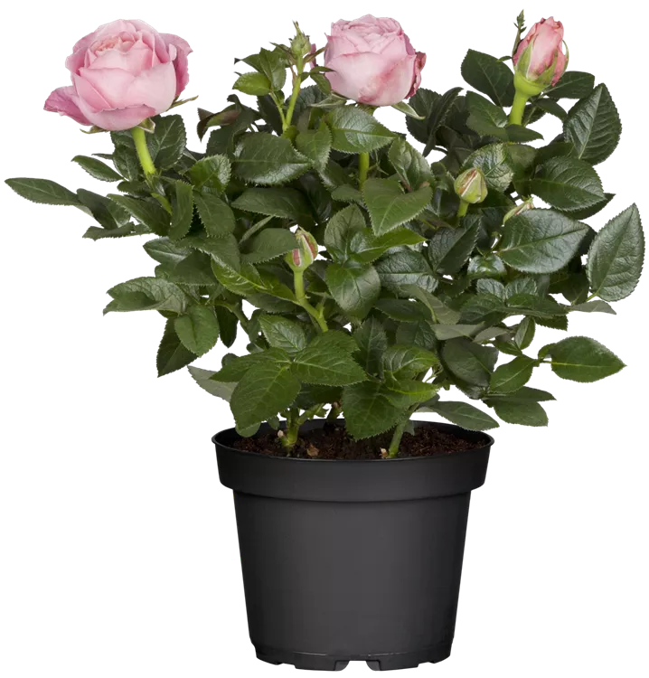 Topfrose 'Lotz of Pink' (Rosa)